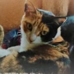 猫さんのトイレ情報