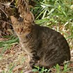 猫の慢性腎不全との付き合い方