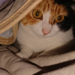猫の寒さ対策　どうしてますか？